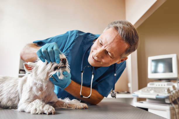 Professional Emergency Dental Service in WI